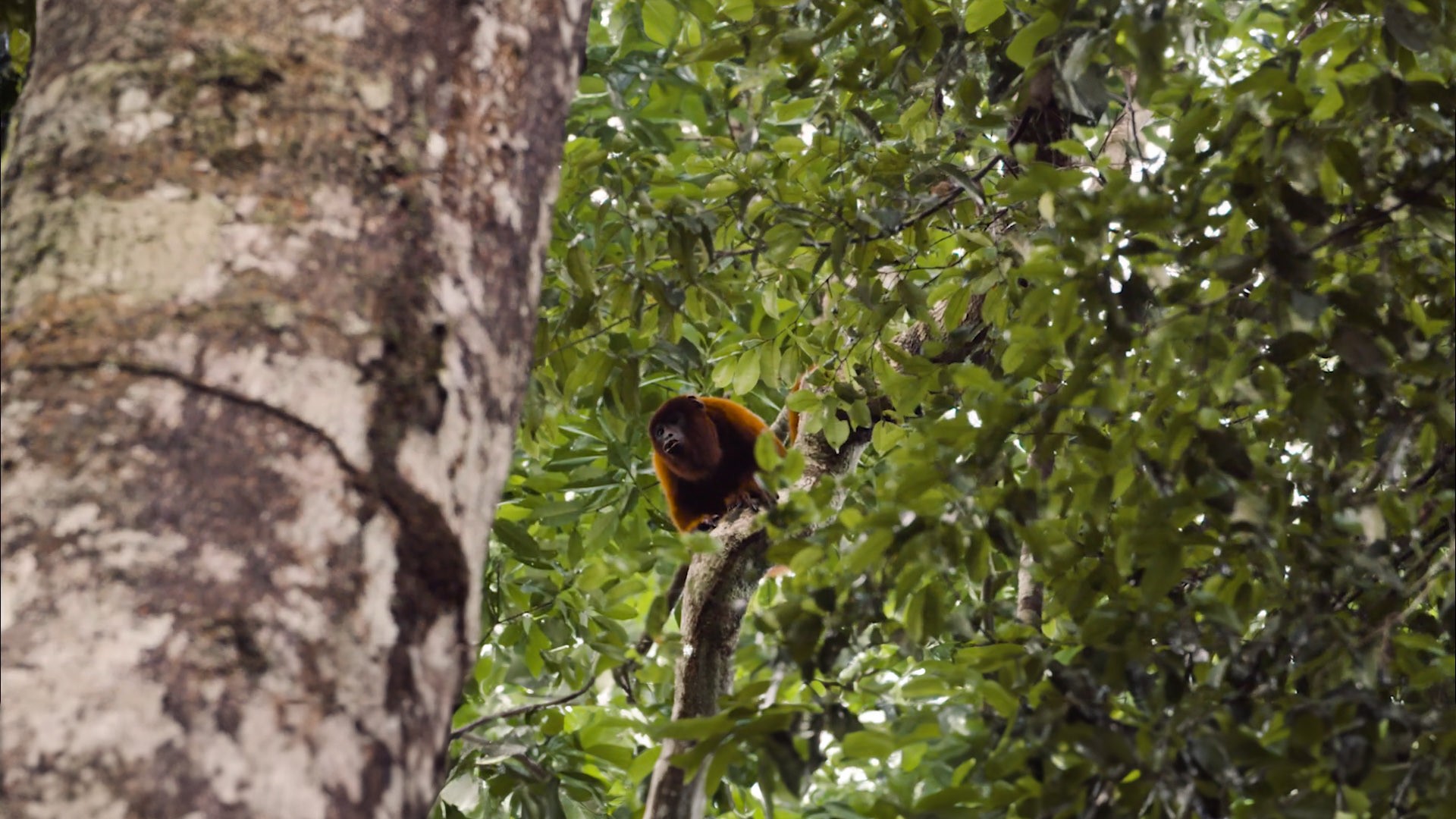 This image shows a orange monkey in the jungle.jpg